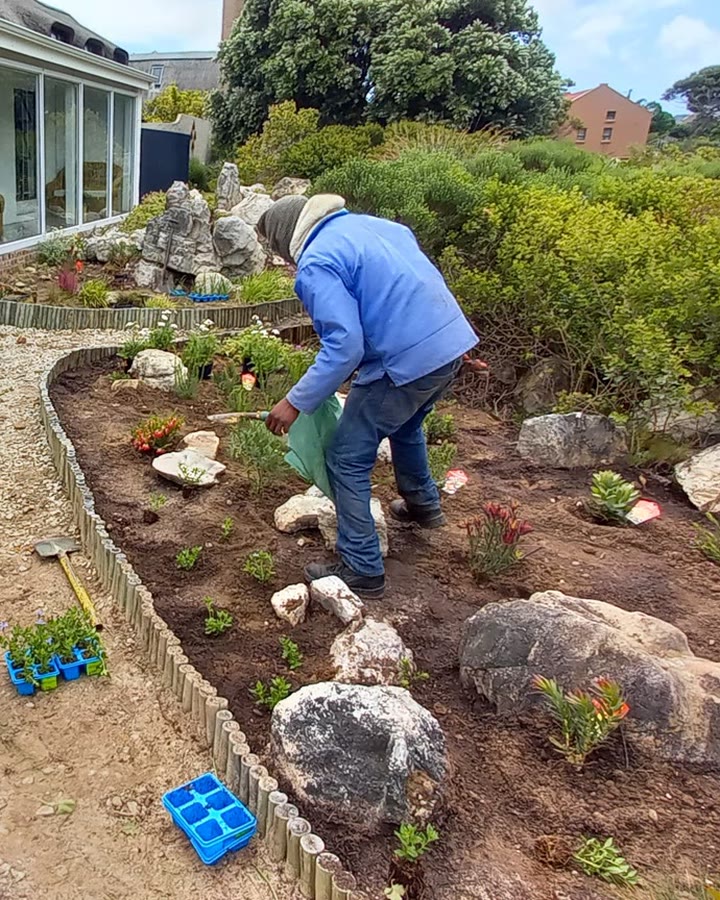 A gardener planting a new bed of indigenous plants beside a house in Betty's Bay